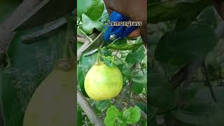 Lemon tree organic lemon ki kheti flowerfarming [upl. by Womack751]