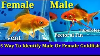 5 Way To Identify Male Or Female Goldfish [upl. by Assili]