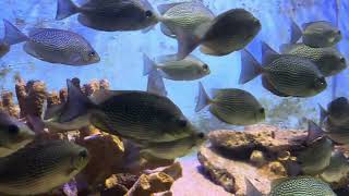 Tropical Fish in Stunning Aquariums  Beautiful Underwater Scenes animalworld sea fishing [upl. by Yelda]