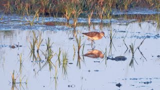 Goldcliff Birding 160 with Wood Sandpiper [upl. by Danforth]