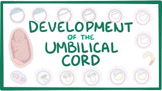 Development of the umbilical cord [upl. by Namruht]