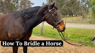 How to Put a Bridle on a Horse  Learn How To Bridle a Horse  Horse Riding [upl. by Sirahc79]