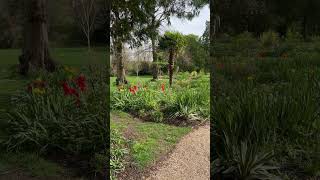 English scenery at Selwyn College Cambridge flowers [upl. by Marozas]