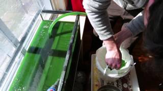 Home Spirulina Harvest [upl. by Elli]