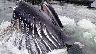 Humpback Whale Breaches Surface By Docks [upl. by Hanley]