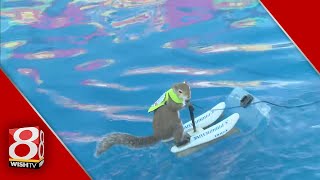 Twiggy the Water Skiing Squirrel shreds waves at the Marion County Fair [upl. by Akkina]