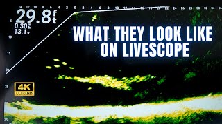 Catching 6 Different Species With Garmin Livescope Plus LVS34 [upl. by Atsedom]