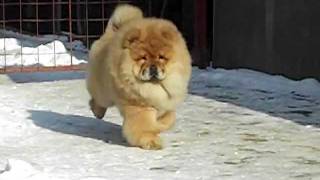 Chowchow red male puppy [upl. by Moyra]