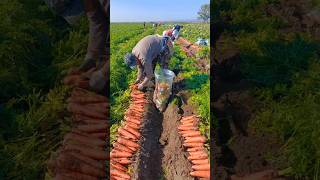 Carrots Packing Way After Harvesting ♥️ shorts youtubeshorts fruit [upl. by Aittam]