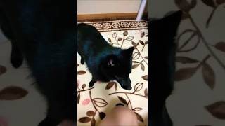 Baby Schipperke struggles with a towel schipperke japan [upl. by Colyer]