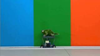 Watch this Robotic Chameleon Change Colour  WIRED [upl. by Sonia]