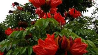 African Tulip Tree  Spathodea campanulata  Fountain Tree  Pichkari  Nandi Flame HD 01 [upl. by Madge]