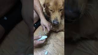 Dog Nail Grinder amp Trimmer [upl. by Kcinom]