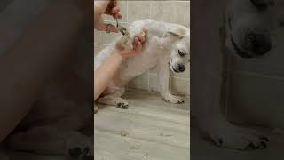 Trimming the nails and hair from the paws of a difficult dog clip from full video dog grooming [upl. by Tamar]