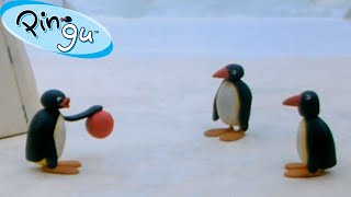 Pingus Family and Friends 🐧  Pingu  Official Channel  Cartoons For Kids [upl. by Auqenaj2]