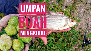 Ikan Kelabau  Keli Afrika Penghuni Bankenal  Umpan Mengkudu [upl. by Talbot]