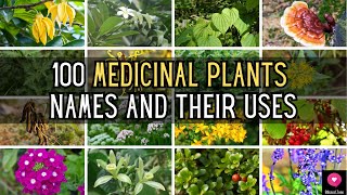 100 Medicinal Plants Names And Their Uses  Blissed Zone [upl. by Silera]