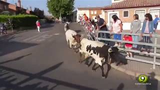 Encierro 4 Septiembre 2018  San Antolín Medina del Campo [upl. by Washington]