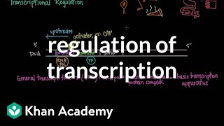 Regulation of transcription  Biomolecules  MCAT  Khan Academy [upl. by Susie]