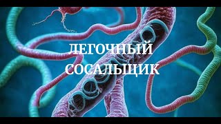 Легочный Сосальщик Paragonimus westermani Медицинская Паразитология Симптомы Цикл Диагностика [upl. by Oehsen224]