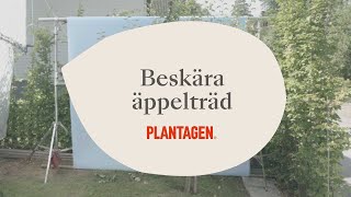 Beskära äppelträd [upl. by Hoy175]