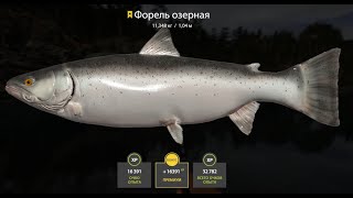 Русская Рыбалка 4 Russian Fishing 4  Kuori Lake Lake Trout Trophy 02062024 [upl. by Yettie]