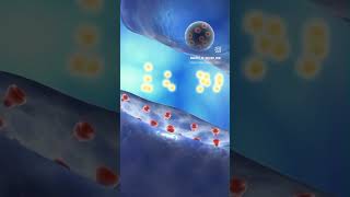 Neuron Realiasing neurotransmitters molecule from synaptic vesicles in responses to neurol activ [upl. by Wiggins]