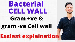 Bacterial Cell Wall Microbiology  Bacterial Cell structure [upl. by Atsyrk]