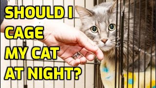 Is It Okay To Crate Your Cat At Night [upl. by Dowling]