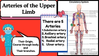 Arteries of the Upper Limb Explained Easy  Anatomy of Upper Limb by Novice Medic [upl. by Neitsirhc]