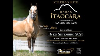 VII LEILÃO ELITE HARAS ITAOCARA  CONVIDADO ESPECIAL RANCHO RIO RASO [upl. by Bohi]