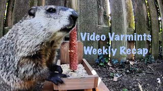 Video Varmints Weekly Recap Volume 3 [upl. by Yeldoow]