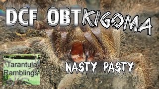 DCF OBT Kigoma Rehousing Mr grumpy [upl. by Yttak]