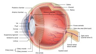 Quick Eye Model review  2nd Year MBBS OSPE [upl. by Enaled308]