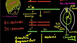 TransposonsTransposable genetic elements [upl. by Tufts]