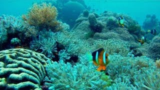 Best of Anilao Diving  Mabini  Batangas  Philippines GoPro HD [upl. by Dnartreb]