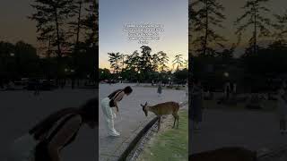 El venado lo dio todo 💋🦌 venados venados japones japon japan japantravel narajapan [upl. by Earb]