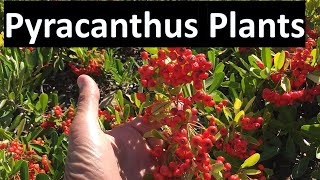 Identify Pyracantha Plants  Firethorns Koidzumii Victory Santa Cruz Coccinea Angustifolia [upl. by Tibbitts189]