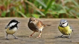 Sons doiseaux de la forêt [upl. by Machutte]