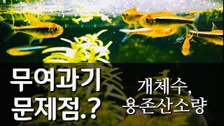 여과기없이 물고기 기르기 3탄  용존산소량 문제와 적정 개체수 [upl. by Ahsiled]