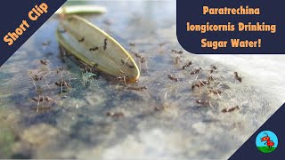 Paratrechina Longicornis Drinking Sugar Water Macro timelapse ants antkeeping insects [upl. by Aivatnuahs]