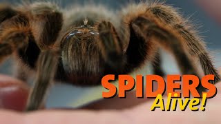 Spiders Alive  Spider Facts 101 [upl. by Lletnohs820]