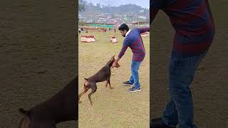 National dog show 2024 shorts doberman entertainment [upl. by Pippo810]