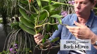 How to Choose and Grow Bare Root Orchids with Barb Murza at Palmer Orchids [upl. by Chappy318]