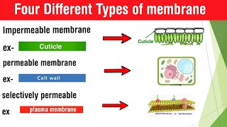 Types of membrane  semipermeable selectively permeable permeable impermeable membrane in Hindi [upl. by Jemmie606]