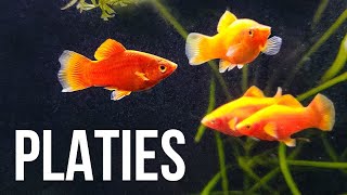 Platy Fish – Best Beginner Livebearer [upl. by Saimerej]