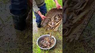 The process of catching loaches in paddy fields [upl. by Clive658]