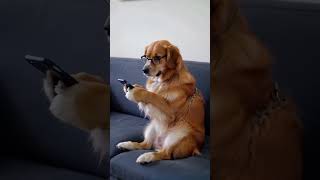 dog song shot dog music Cts Cute Viral naw Cat Cute 🙀🤣🤭🤫😱😂🐶🐕 [upl. by Novia]