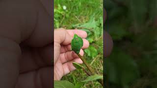 INSANE Leaf Caterpillar Salassa sp Saturniidae [upl. by Celesta638]