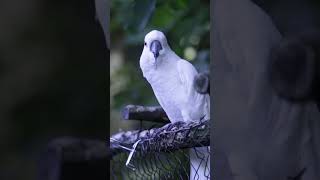 White Cockatoo Shows Off Its Best Dance Moves [upl. by Garv151]